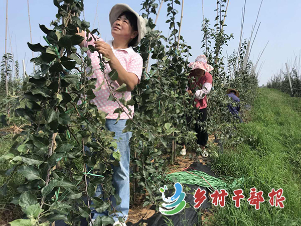 林翠英在果園修剪蘋(píng)果樹(shù)2.jpg