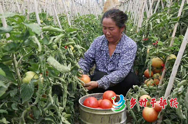 特寫(xiě)村民在庭院采摘西紅柿2.jpg