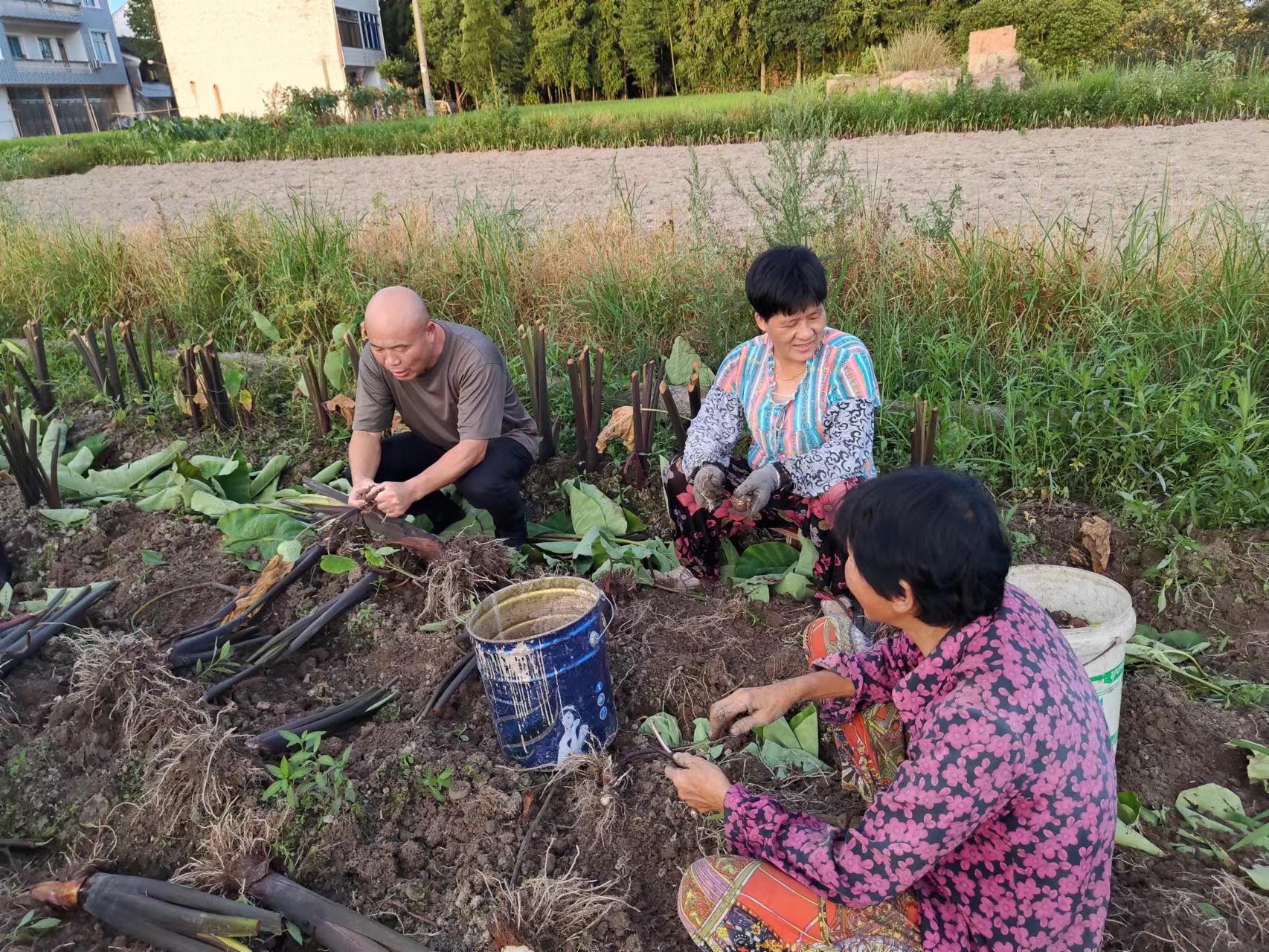 仙居縣白塔鎮上葉村農村工作指導員錢云潘（左）和村民一起在田間采收成熟的芋頭，了解芋頭產量和銷售情況.jpg