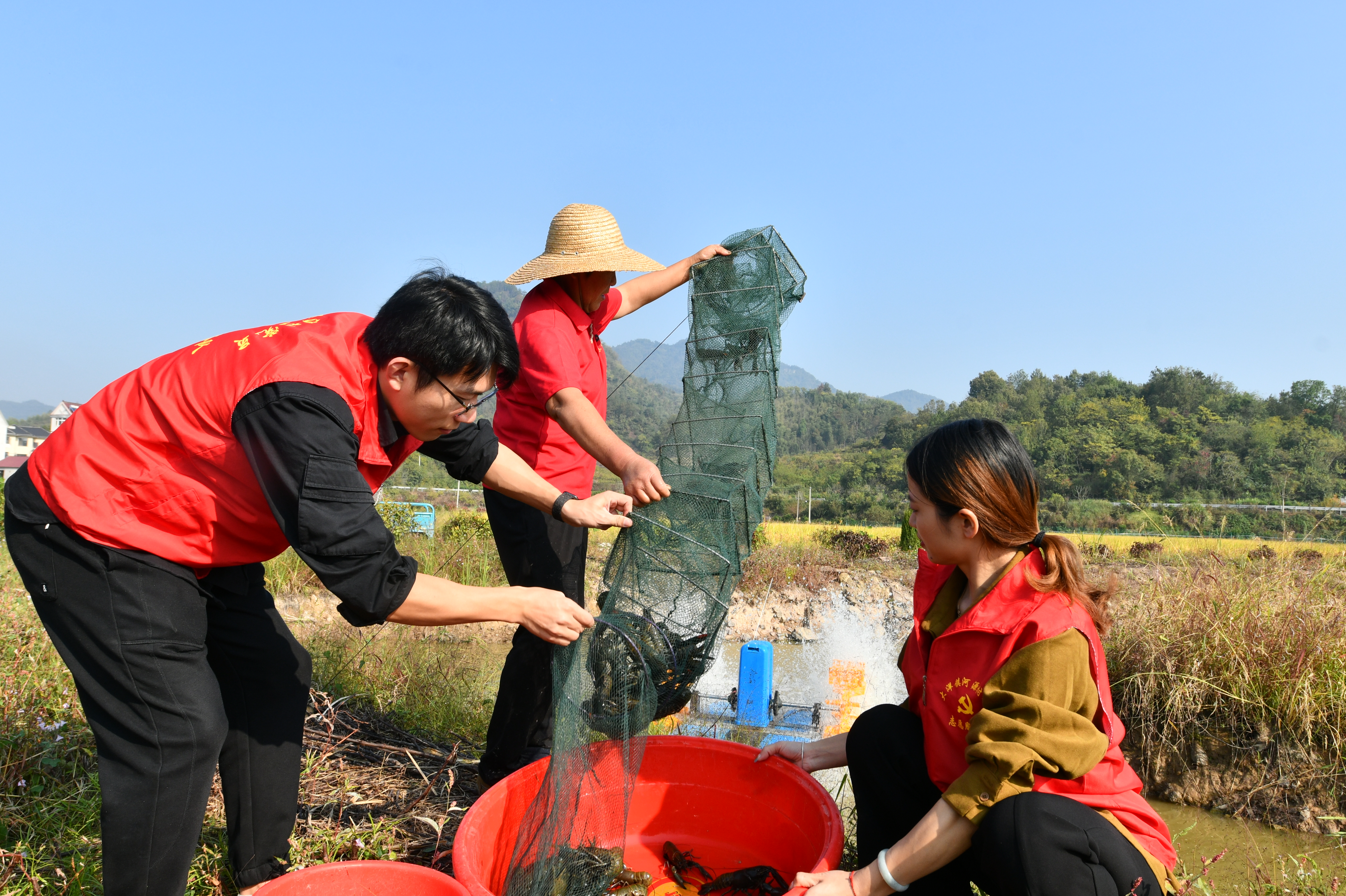 10月30日，在浙江省建德市大洋鎮河源村的“稻蝦共生”綜合種養基地，黨員志愿者幫助養殖戶捕撈藍龍蝦。 寧文武 攝.jpg